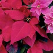 ヒメ日記 2025/12/16 18:18 投稿 大田智子 五十路マダム 愛されたい熟女たち 高松店