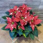 ヒメ日記 2025/12/18 18:08 投稿 大田智子 五十路マダム 愛されたい熟女たち 高松店