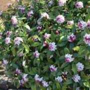 大田智子 ☆おはようございます☆ 五十路マダム 愛されたい熟女たち 高松店