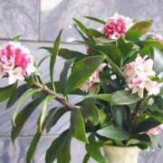 ヒメ日記 2026/03/11 06:32 投稿 大田智子 五十路マダム 愛されたい熟女たち 高松店