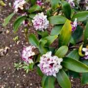 ヒメ日記 2026/03/14 07:36 投稿 大田智子 五十路マダム 愛されたい熟女たち 高松店