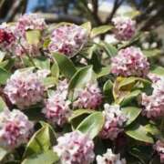 ヒメ日記 2026/03/16 06:28 投稿 大田智子 五十路マダム 愛されたい熟女たち 高松店