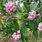 ヒメ日記 2026/03/17 06:30 投稿 大田智子 五十路マダム 愛されたい熟女たち 高松店