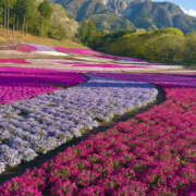 ヒメ日記 2026/04/16 12:21 投稿 のあ 和風パブ 百万石