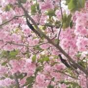 蜜沢　あさひ おひさしぶり プルプル倶楽部 札幌すすきの店