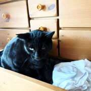 ヒメ日記 2026/01/29 14:42 投稿 ちはる 熟女家 豊中蛍池店