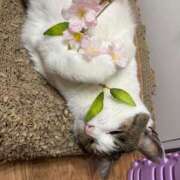 ヒメ日記 2026/03/30 17:55 投稿 ちはる 熟女家 豊中蛍池店