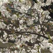 ちはる 春はあけぼの🌸 熟女家 豊中蛍池店