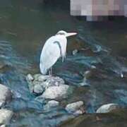 まこと 朝から元気。 人妻日記2nd