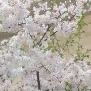 ヒメ日記 2025/04/08 08:50 投稿 ちあき ぽっちゃり熟女 ～バカラ～