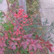 ヒメ日記 2026/01/05 08:58 投稿 ちあき ぽっちゃり熟女 ～バカラ～