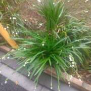 ヒメ日記 2026/03/16 09:40 投稿 ちあき ぽっちゃり熟女 ～バカラ～