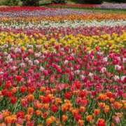 ヒメ日記 2025/10/18 23:55 投稿 りか 熟女家 東大阪店（布施・長田）