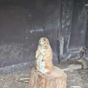 ヒメ日記 2025/12/02 19:35 投稿 りか 熟女家 東大阪店（布施・長田）