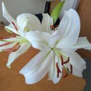 ヒメ日記 2026/03/05 20:05 投稿 りか 熟女家 東大阪店（布施・長田）