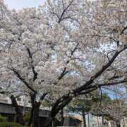 ヒメ日記 2026/04/06 12:25 投稿 りか 熟女家 東大阪店（布施・長田）