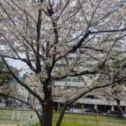 ヒメ日記 2026/04/10 10:45 投稿 りか 熟女家 東大阪店（布施・長田）