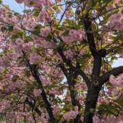 ヒメ日記 2026/04/14 14:55 投稿 りか 熟女家 東大阪店（布施・長田）