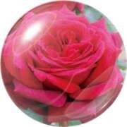 ヒメ日記 2025/03/12 14:08 投稿 あずま 大和人妻城