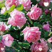 ヒメ日記 2025/04/27 14:39 投稿 あずま 大和人妻城