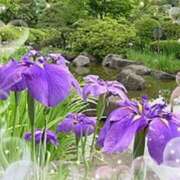 ヒメ日記 2025/06/29 12:00 投稿 あずま 大和人妻城