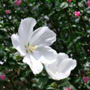 ヒメ日記 2025/08/29 11:48 投稿 あずま 大和人妻城