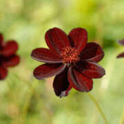 ヒメ日記 2025/09/05 09:56 投稿 あずま 大和人妻城