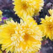 ヒメ日記 2024/12/14 08:47 投稿 りこ 熟女の風俗最終章 宇都宮店