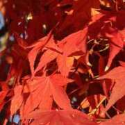 ヒメ日記 2024/12/19 08:19 投稿 りこ 熟女の風俗最終章 宇都宮店