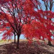 ヒメ日記 2024/12/25 08:20 投稿 りこ 熟女の風俗最終章 宇都宮店