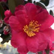 ヒメ日記 2025/02/17 08:20 投稿 りこ 熟女の風俗最終章 宇都宮店