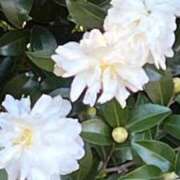 ヒメ日記 2025/02/20 08:21 投稿 りこ 熟女の風俗最終章 宇都宮店