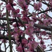 ヒメ日記 2025/03/16 08:21 投稿 りこ 熟女の風俗最終章 宇都宮店