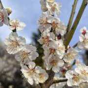 ヒメ日記 2025/03/18 08:21 投稿 りこ 熟女の風俗最終章 宇都宮店