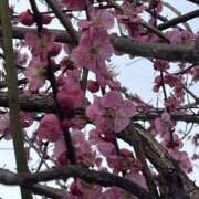 ヒメ日記 2025/03/24 08:41 投稿 りこ 熟女の風俗最終章 宇都宮店