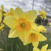 ヒメ日記 2025/03/29 08:01 投稿 りこ 熟女の風俗最終章 宇都宮店