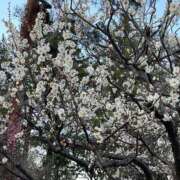 ヒメ日記 2025/04/01 08:01 投稿 りこ 熟女の風俗最終章 宇都宮店