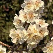 ヒメ日記 2025/04/04 08:32 投稿 りこ 熟女の風俗最終章 宇都宮店