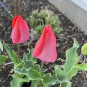 ヒメ日記 2025/04/07 07:51 投稿 りこ 熟女の風俗最終章 宇都宮店