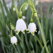 ヒメ日記 2025/04/08 08:21 投稿 りこ 熟女の風俗最終章 宇都宮店