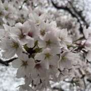 ヒメ日記 2025/04/10 08:10 投稿 りこ 熟女の風俗最終章 宇都宮店