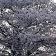 ヒメ日記 2025/04/11 08:56 投稿 りこ 熟女の風俗最終章 宇都宮店