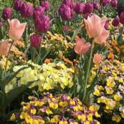 ヒメ日記 2025/04/20 08:31 投稿 りこ 熟女の風俗最終章 宇都宮店