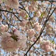 ヒメ日記 2025/04/21 10:03 投稿 りこ 熟女の風俗最終章 宇都宮店