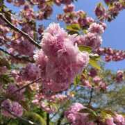 ヒメ日記 2025/04/23 08:21 投稿 りこ 熟女の風俗最終章 宇都宮店