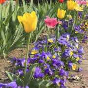 ヒメ日記 2025/04/27 10:51 投稿 りこ 熟女の風俗最終章 宇都宮店