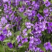 ヒメ日記 2025/04/29 08:25 投稿 りこ 熟女の風俗最終章 宇都宮店