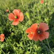 ヒメ日記 2025/04/30 07:41 投稿 りこ 熟女の風俗最終章 宇都宮店