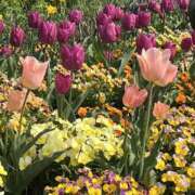 ヒメ日記 2025/04/30 08:56 投稿 りこ 熟女の風俗最終章 宇都宮店