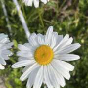 ヒメ日記 2025/05/04 09:41 投稿 りこ 熟女の風俗最終章 宇都宮店